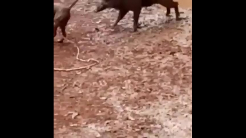 Подсвинок без клыков зубами порвал пита