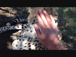 Cheetahs are actually quite friendly and docile compared to other wild cats as their evolution has primed them for speed rather