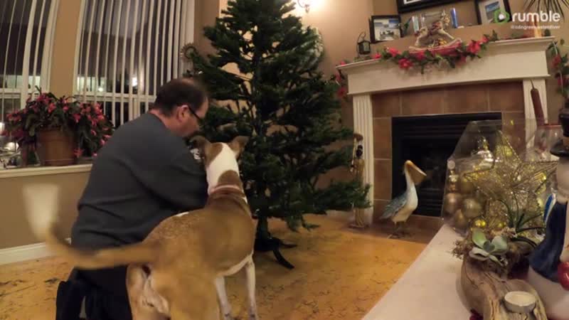 Верная молодые помогла хозяину нарядить елку