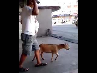 Goat eats pastries then leaves on a motorcycle with its owner