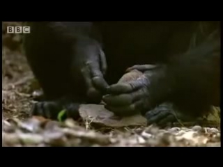 Chimpanzees sophisticated use of tools bbc wildlife