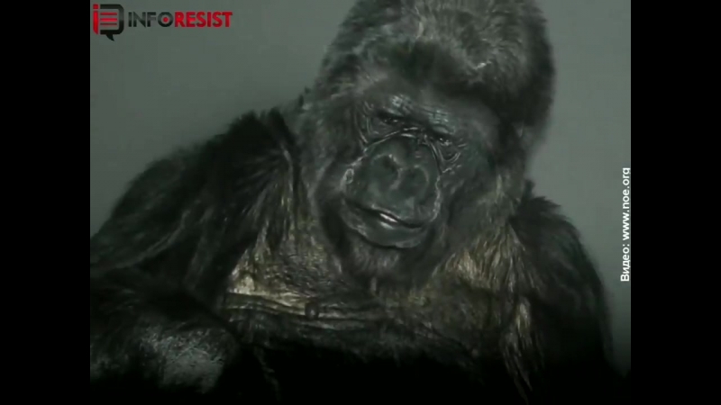 Горила коко звертається до всіх людей нашої планети