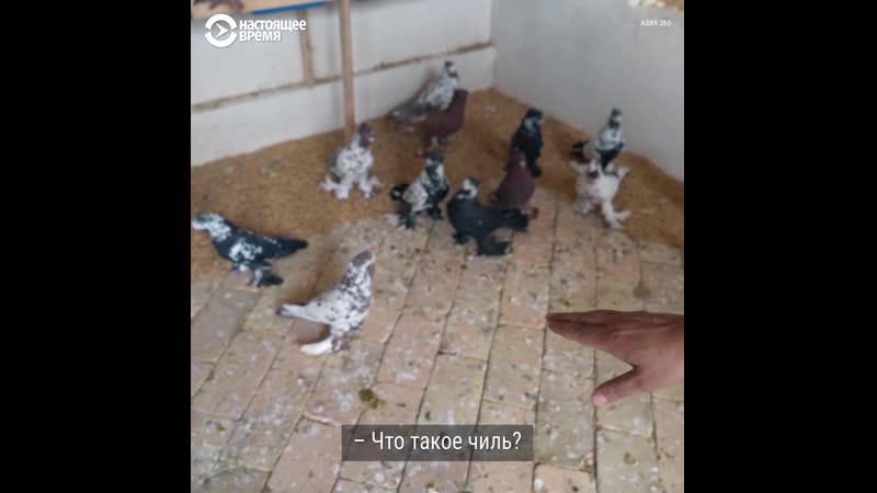 "андижанцы" – особая порода голубей из узбекистана