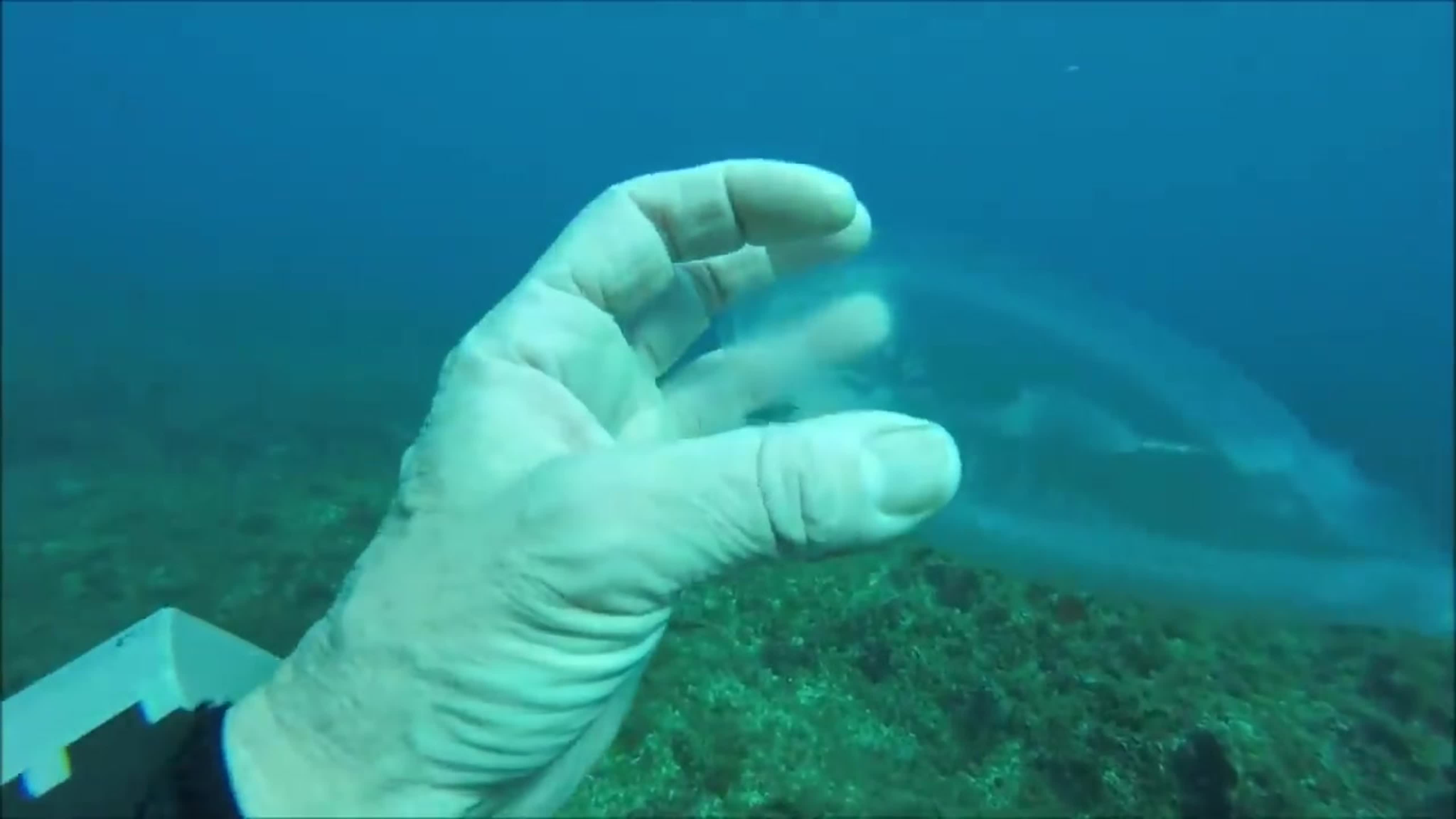 Ghost fish sea creature thats almost totally transparent identified as a  salp