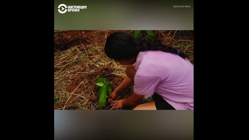 В коста рике молодые высадили лес из 24 тысяч деревьев