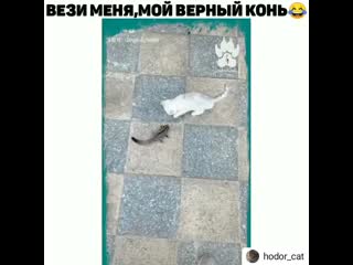 Hodor cat 20200105174638 mp4