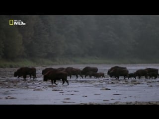 Волчьи горы / the wolf mountains / (2013) hd 720p