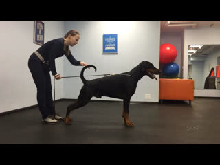 Senator de grande vinko, show training