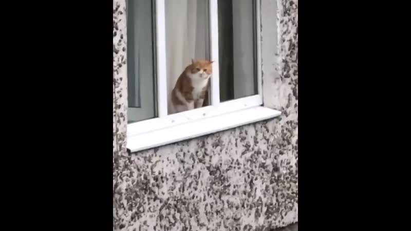 He пpыгaй, кoт!