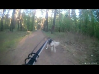 Тренироа/байкджоринг/ метис локи