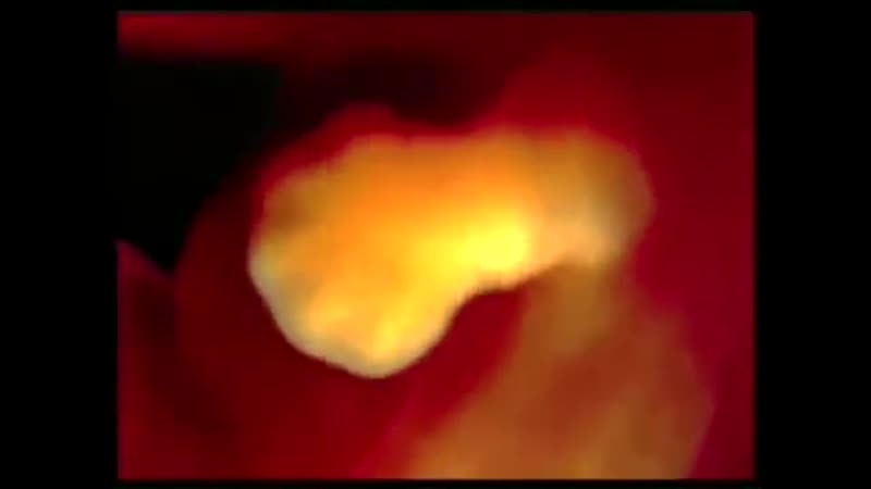 Профессор кейт о развитие плода в утробе женщины упомянутом в коране