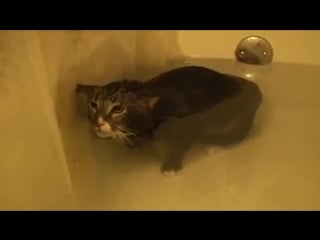 Cat meows underwater [original video]