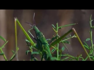 Саранча съедобная акрида edible locusts akrida дикий мир и поведение молодые в нем