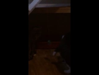 Ребята бесятся с новой игрушкой 08 04 17