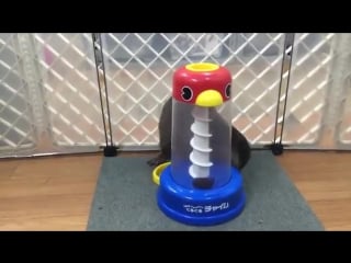 Домашняя выдра резвится