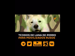 Tejen ropa con lana de perro para movilizados rusos