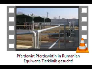 Pferdewirt pferdewirtin in rumänien equiwent tierklinik gesucht!