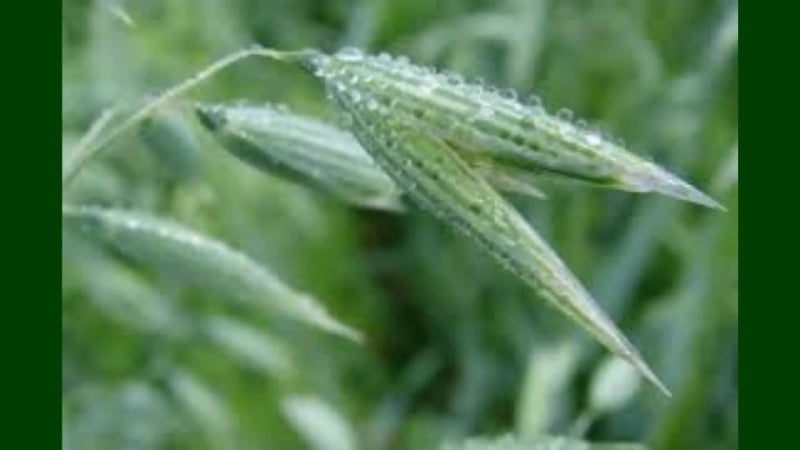 Овес посевной от компании сельхозпродукт