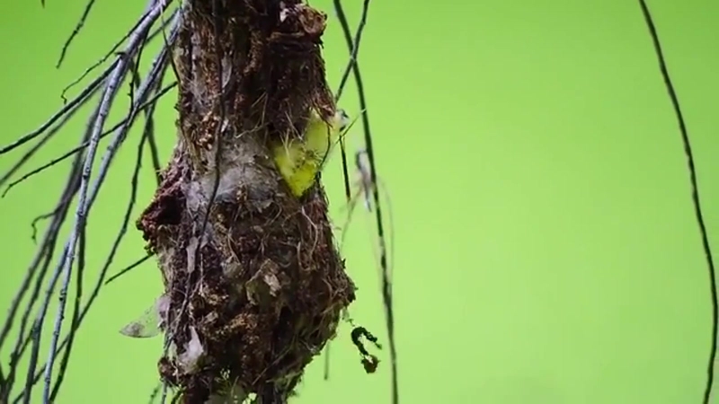 Olive backed sunbird นกกินปลีอกเหลือง