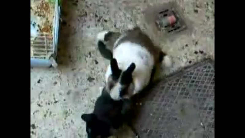 Кошку porn video – Кролик выебал кошку
