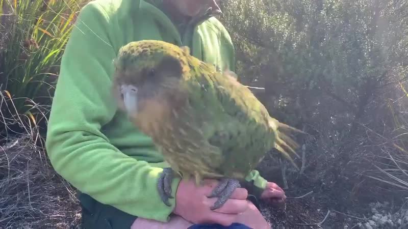 Какапо птах року