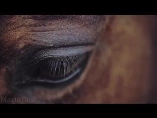 Something just like this || equine edit ||