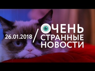 | осн #29 grumpy cat