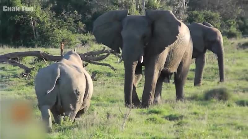 Слон в деле! слон против львов, крокодилов, носорогов