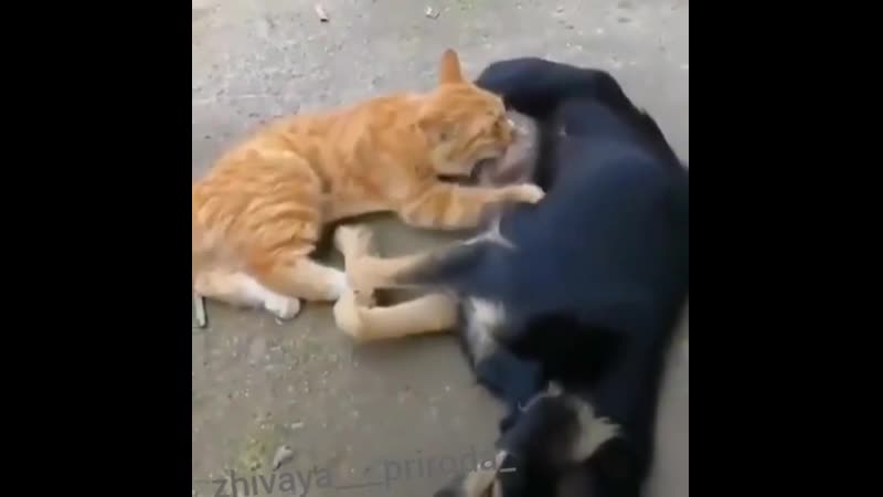 Наглая рыжая морда😂