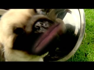 Woof