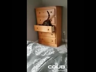 Когда к бабушке приехали внуки