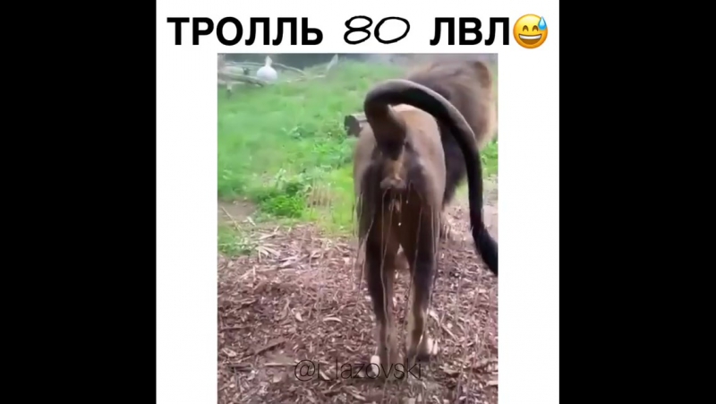 Придумай смешной коммент к видео