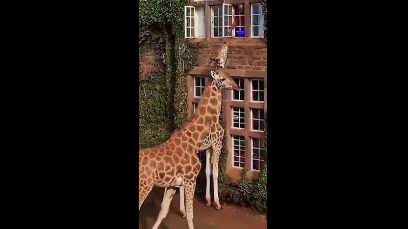 Жирафы в кении