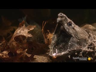 This turtle uses human tactic to catch fish