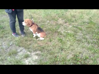 Vid 20190731 141452 mp4