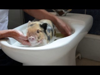 Spotty micro pig baby has bath in bidet