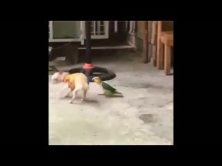 Funny parrots