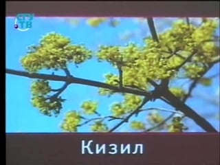 Пищевые растения урок 2 4 косточковые и ягодные растения