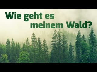 Zum internationalen tag des waldes wie geht es meinem wald? interview mit michael jordan