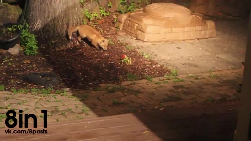 Две маленькие лисы играют с мячом в вашингтоне / two foxes babies play with a ball