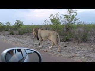 Do not tease asiatic lion sasan gir