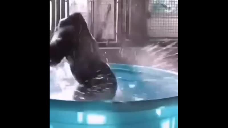 Ебанутая обезьяна флексит под моргенштерна