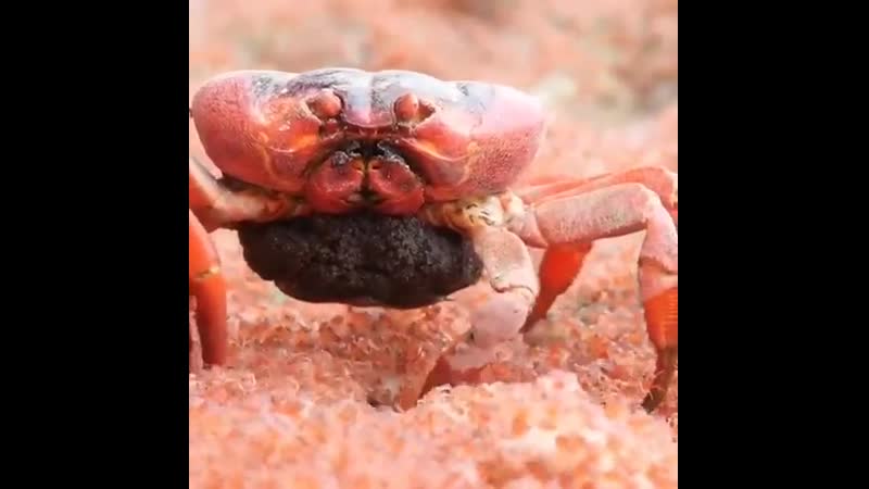 Огромный красный краб остановился, чтобы полакомиться маленькими, недавно рождёнными крабиками