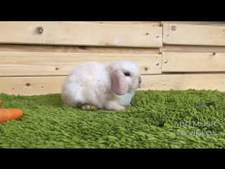 Девочка окрас гавана сиам