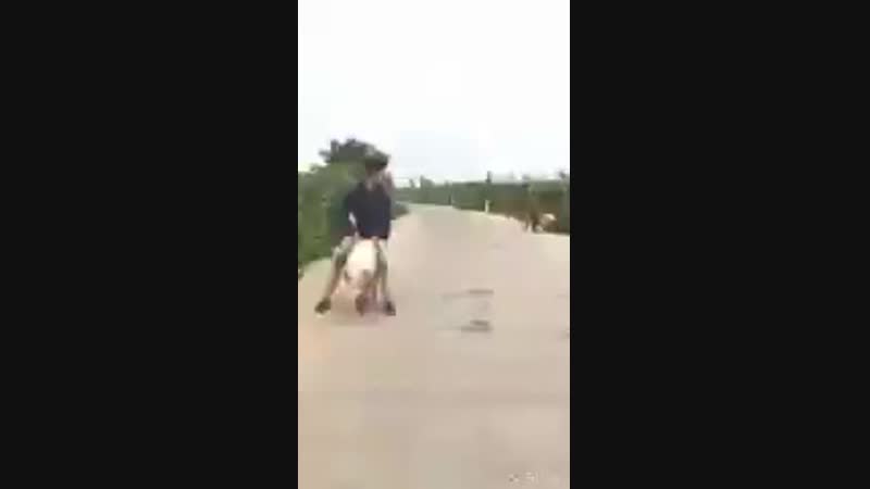 Cygo panda e /// правда, покорила меня, сука, твоя правда мы бежим с тобой, как будто от гепарда панда