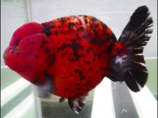 Red leopard and red tiger goldrusher