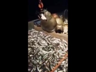 Ахуевший тюлень