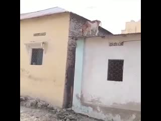 Печальный конец для коровы