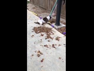 Славный пёс старичок