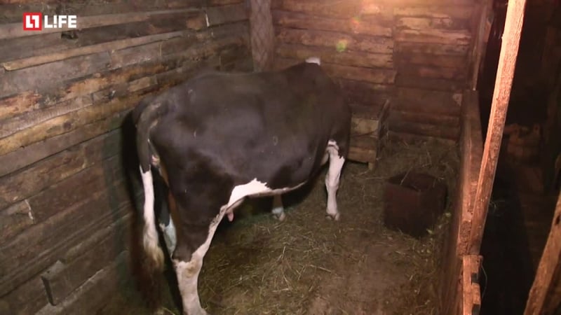 Корова рожает в прямом эфире